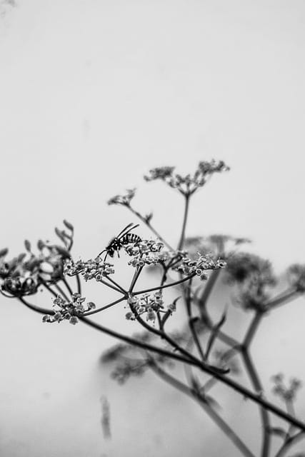 bee, flower wallpaper, flower, flower background, nature, beautiful flowers, b w