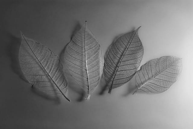 leaf, leaves, mono, mood, still life, skeleton, b w, gray life, gray leaf, nature, gray leaves